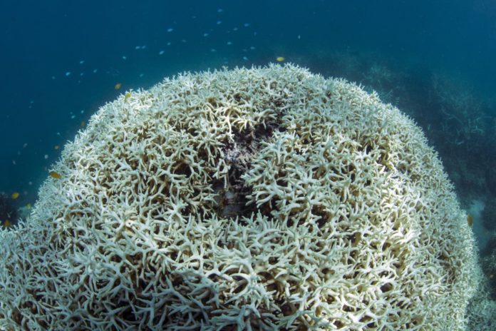 Documenting the dead coral after the bleaching event at Lizard Island on the Great Barrier Reef, captured by The Ocean Agency / XL Catlin Seaview Survey in May 2016.