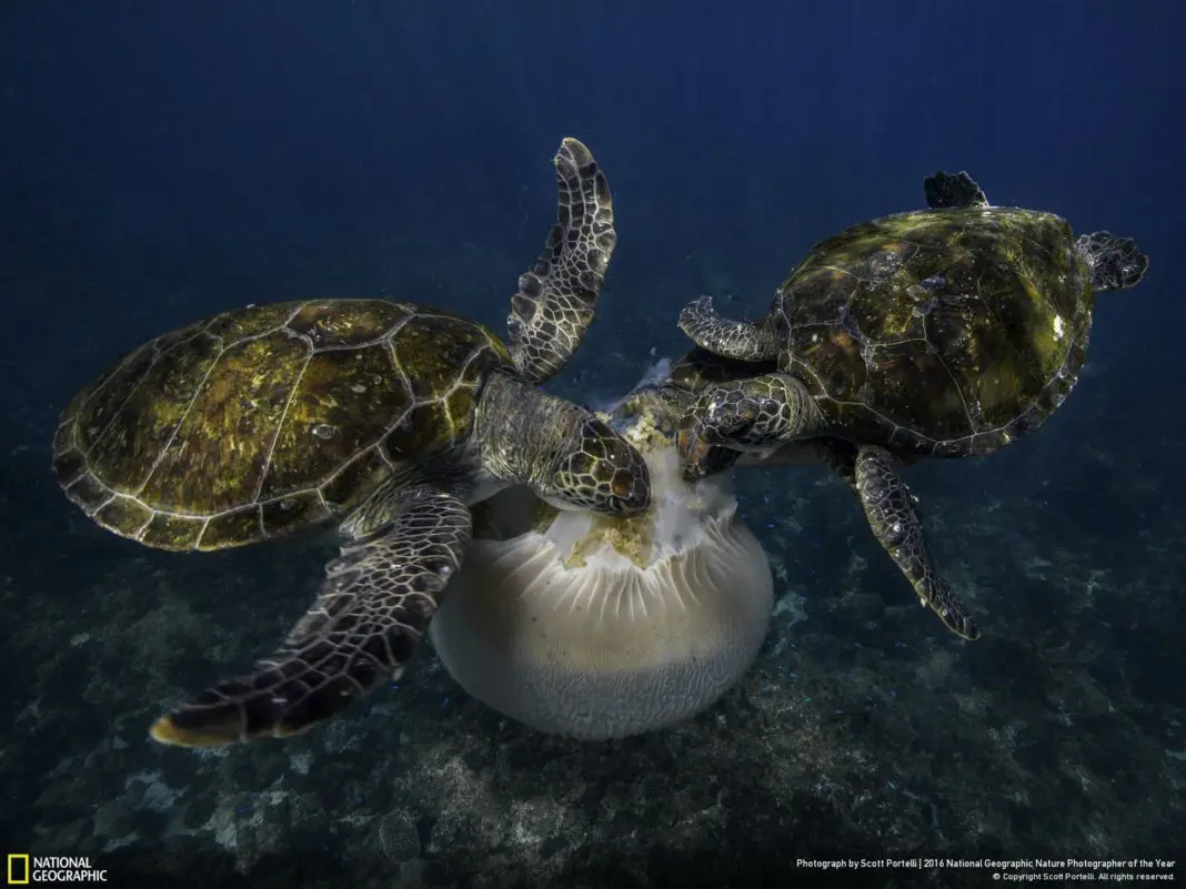 Scott Portelli’s “Jellyfish Feast” won Honorable Mention in the “Action” category of National Geographic’s Nature Photographer of the Year contest.