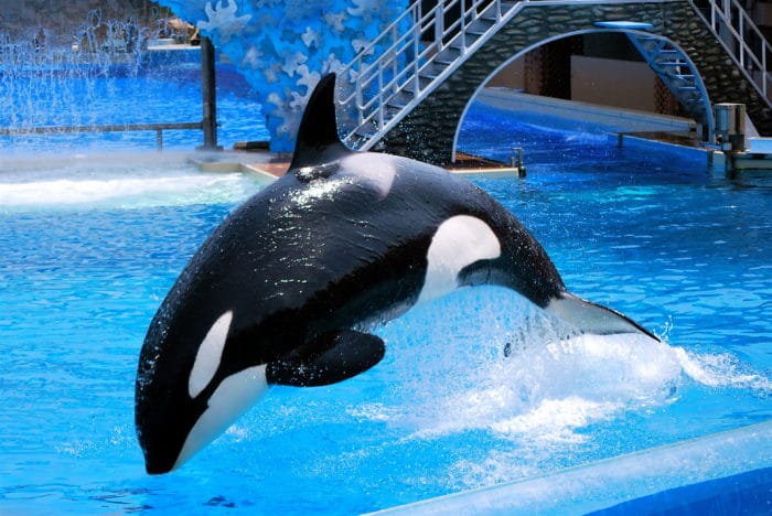 Jumping killer whale