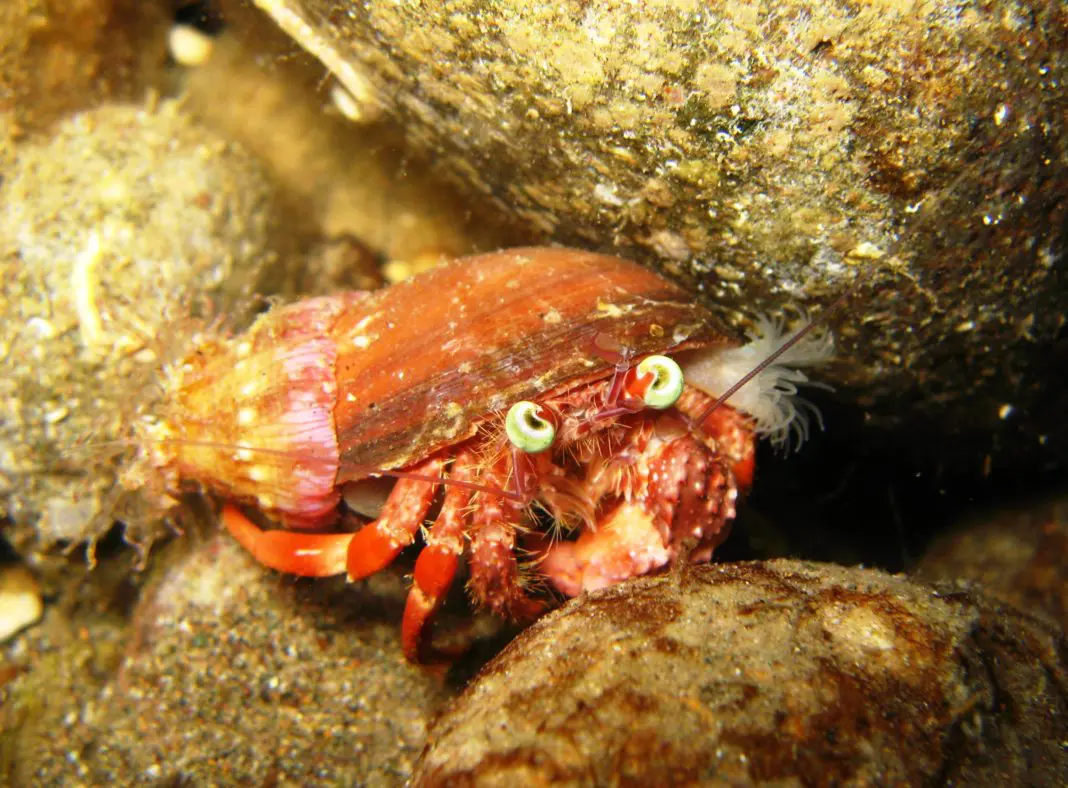 Crab