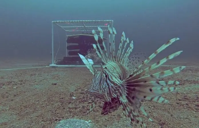 U.S. Scientists Developing New Lionfish Trap Designs (Photo Credit: Steve Gittings/NOAA)