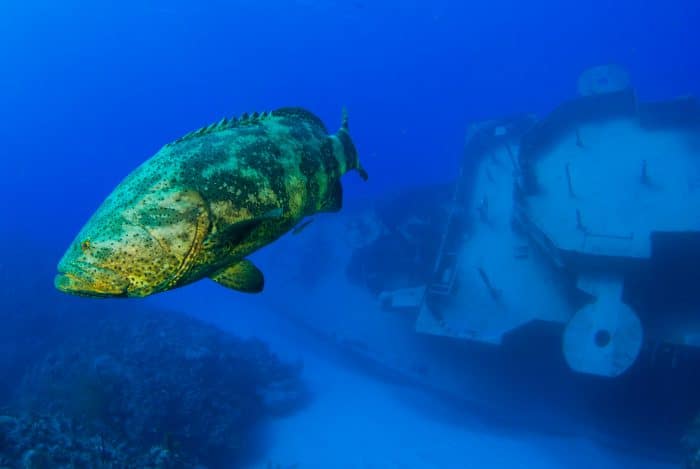 A goliath grouper swimming through the ocean in front of the wreck of the Kittiwake near Grand Cayman in the Caribbean