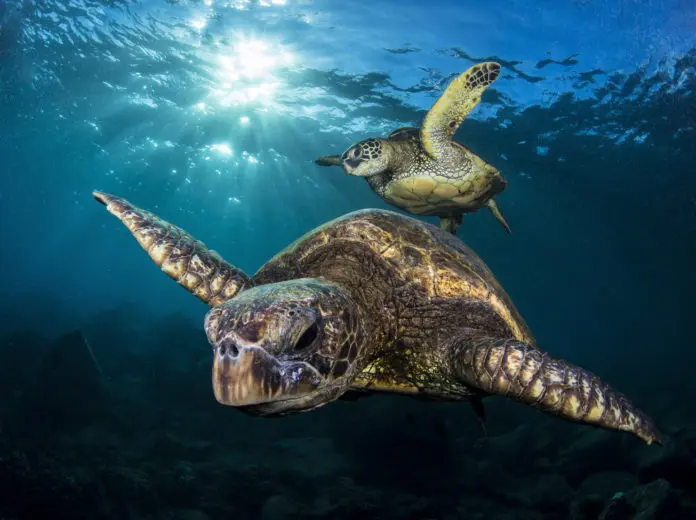 Underwaterphotography.com Photo Contest Winner Tony Cherbas' 