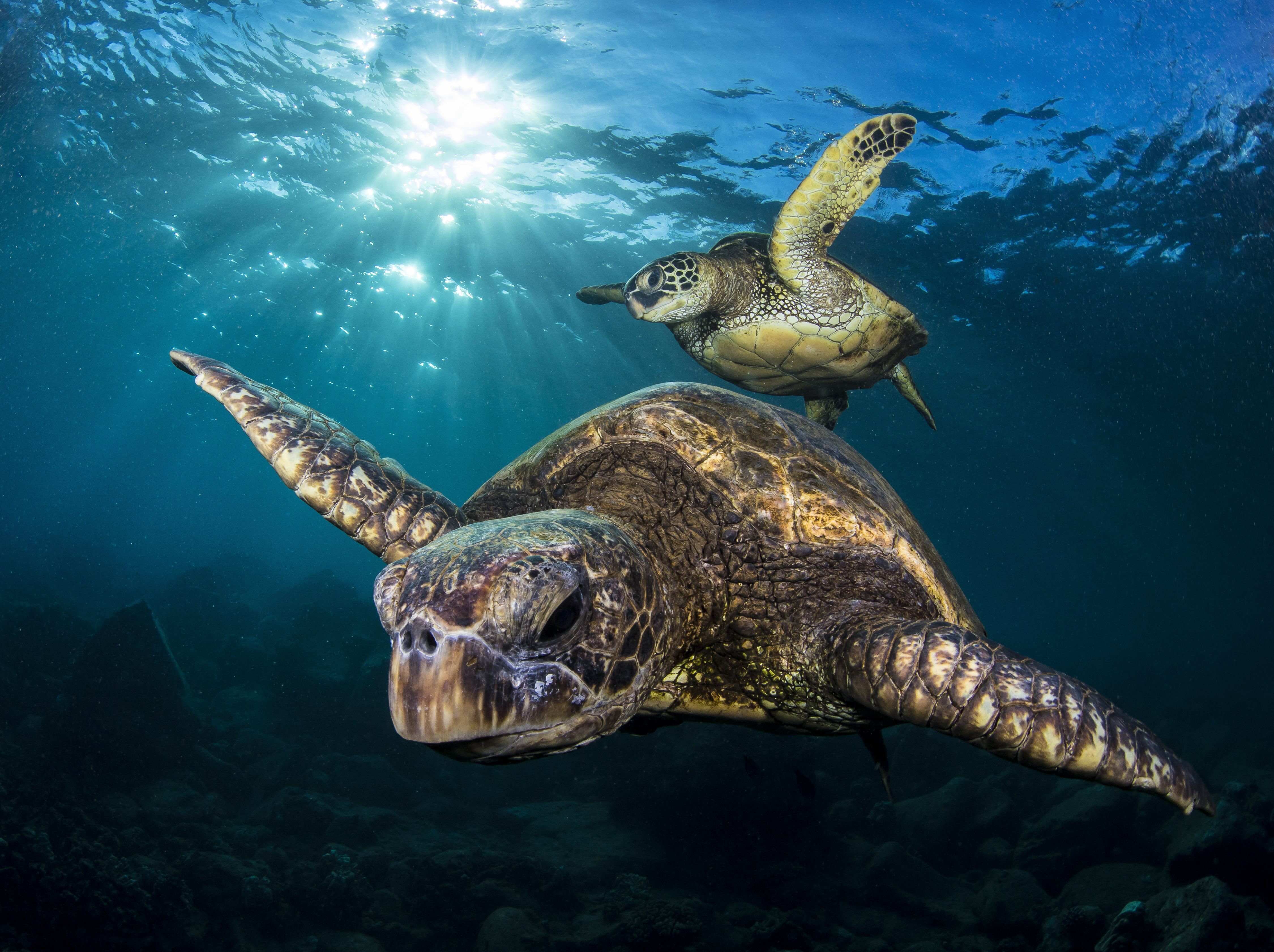 Tony Cherbas' "Honu Generations Young Old" photo of a pair of young and old sea turtles.