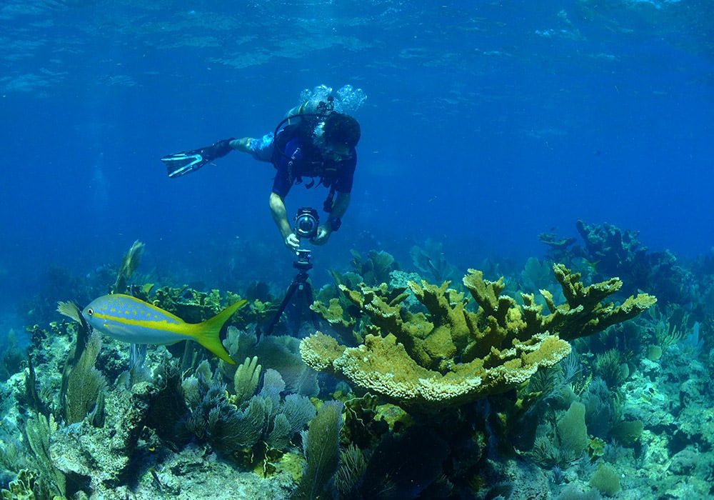 NOAA Diver Sets Up Camera For Underwater VR Tour (Photo credit: Photo: Maya Walton/NOAA)