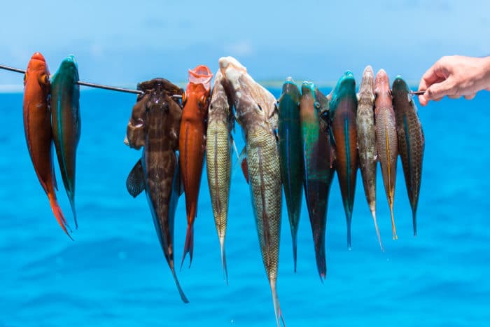 Fish on a line in French Polynesia