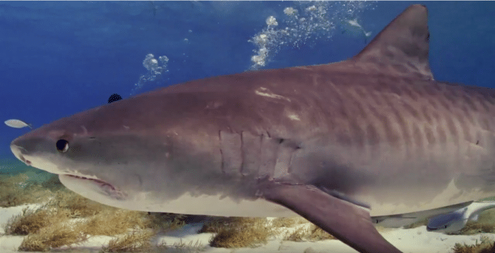 Tiger Shark at Shark Beach