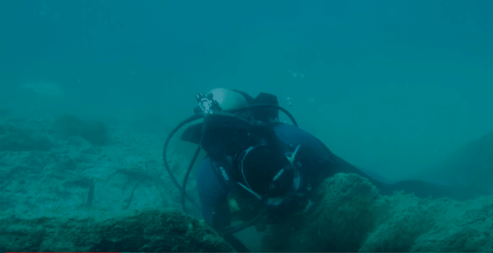 Documentary reveals the stunning underwater forest in Alabama