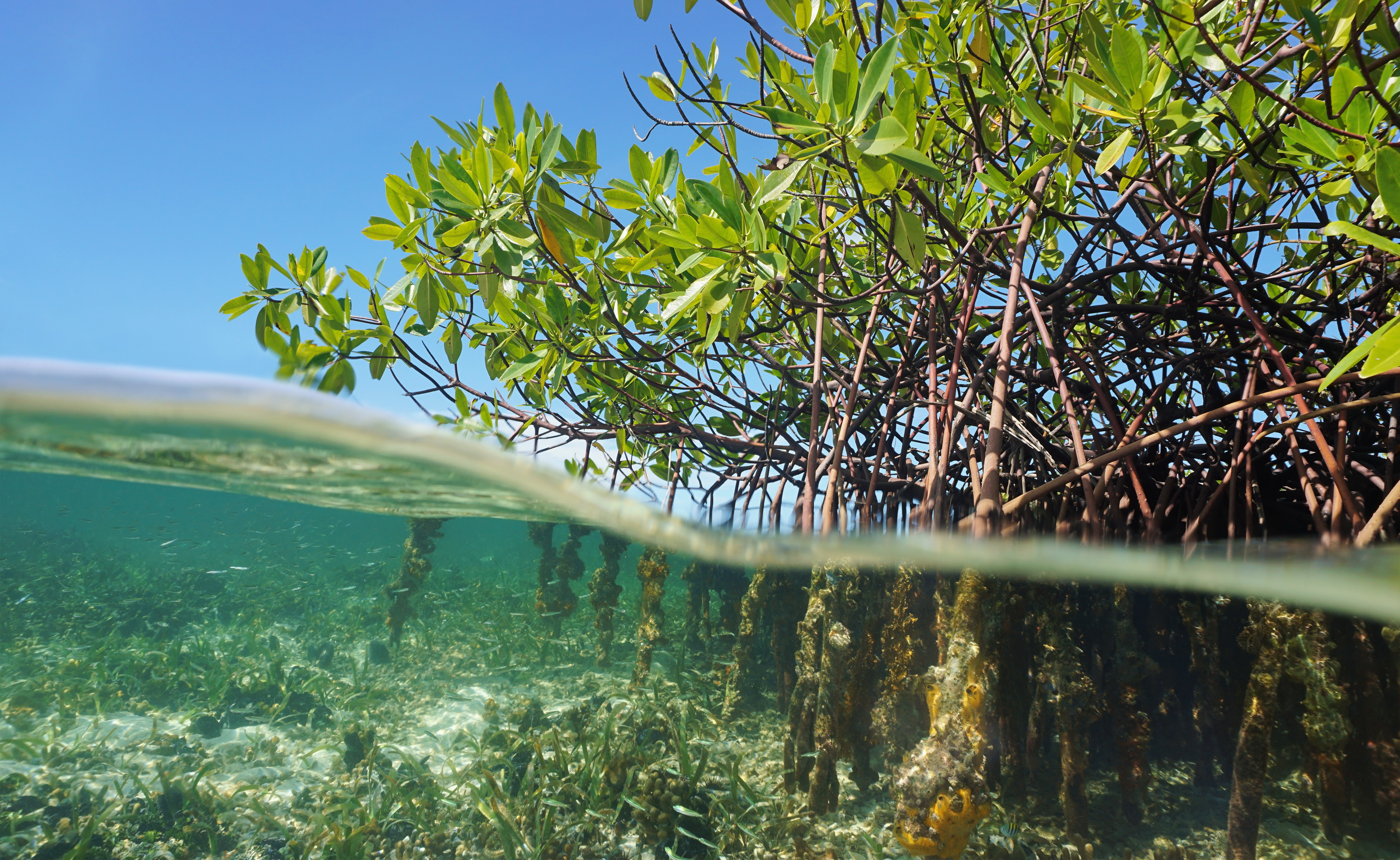 Top 5 Sites For Mangrove Diving – DeeperBlue.com