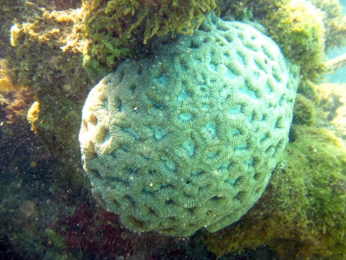 Los 7 mejores sitios de buceo en Brasil 3 Maragogi es el punto de "salto" de la "Costa de Coral".