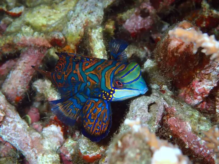 Mandarinfish