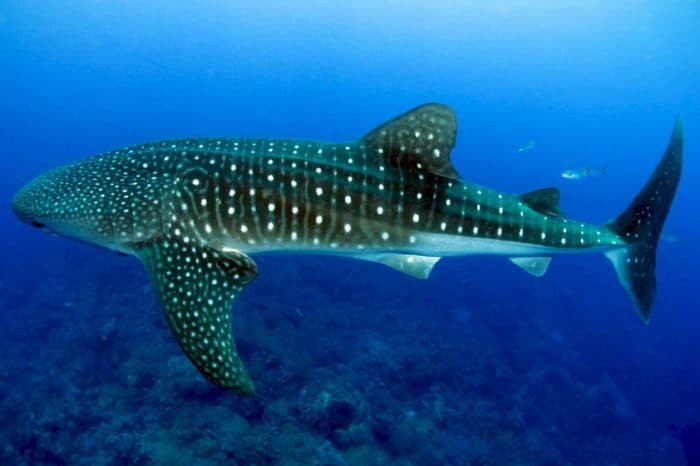 Los 7 mejores sitios de buceo en Brasil 5 Las islas de Sao Paulo y Sao Pedro son una 'parada en boxes' para los grandes pelágicos y, por supuesto, el fenomenal tiburón ballena.