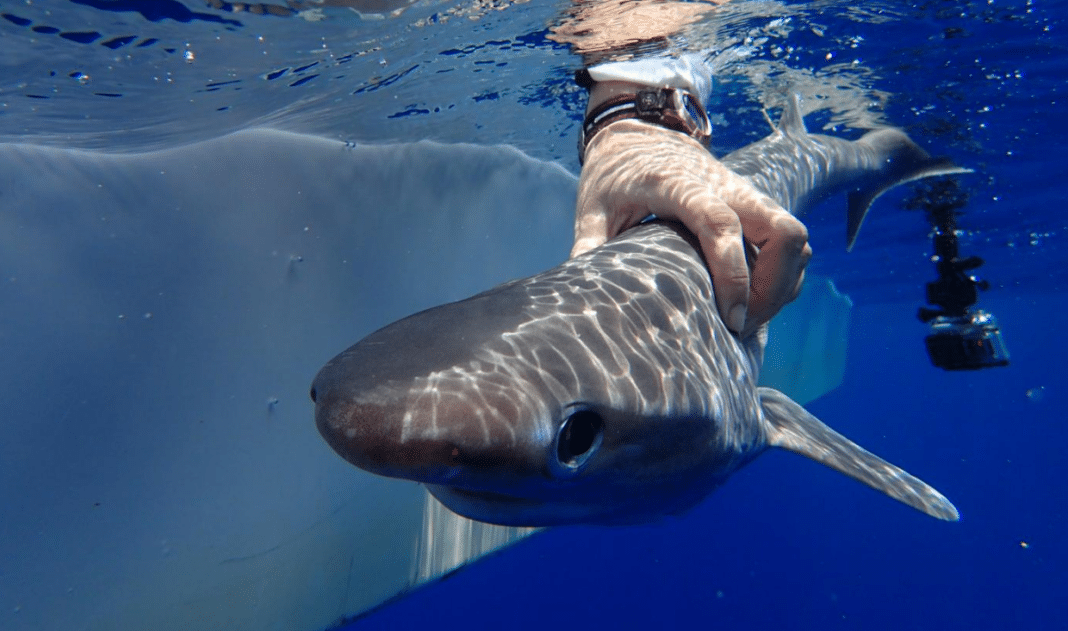 Scientists Confirm New Shark Species