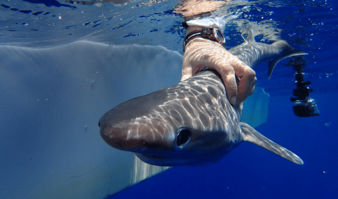 Scientists Confirm New Shark Species (Photo credit: Ivy Baremore/MarAlliance)