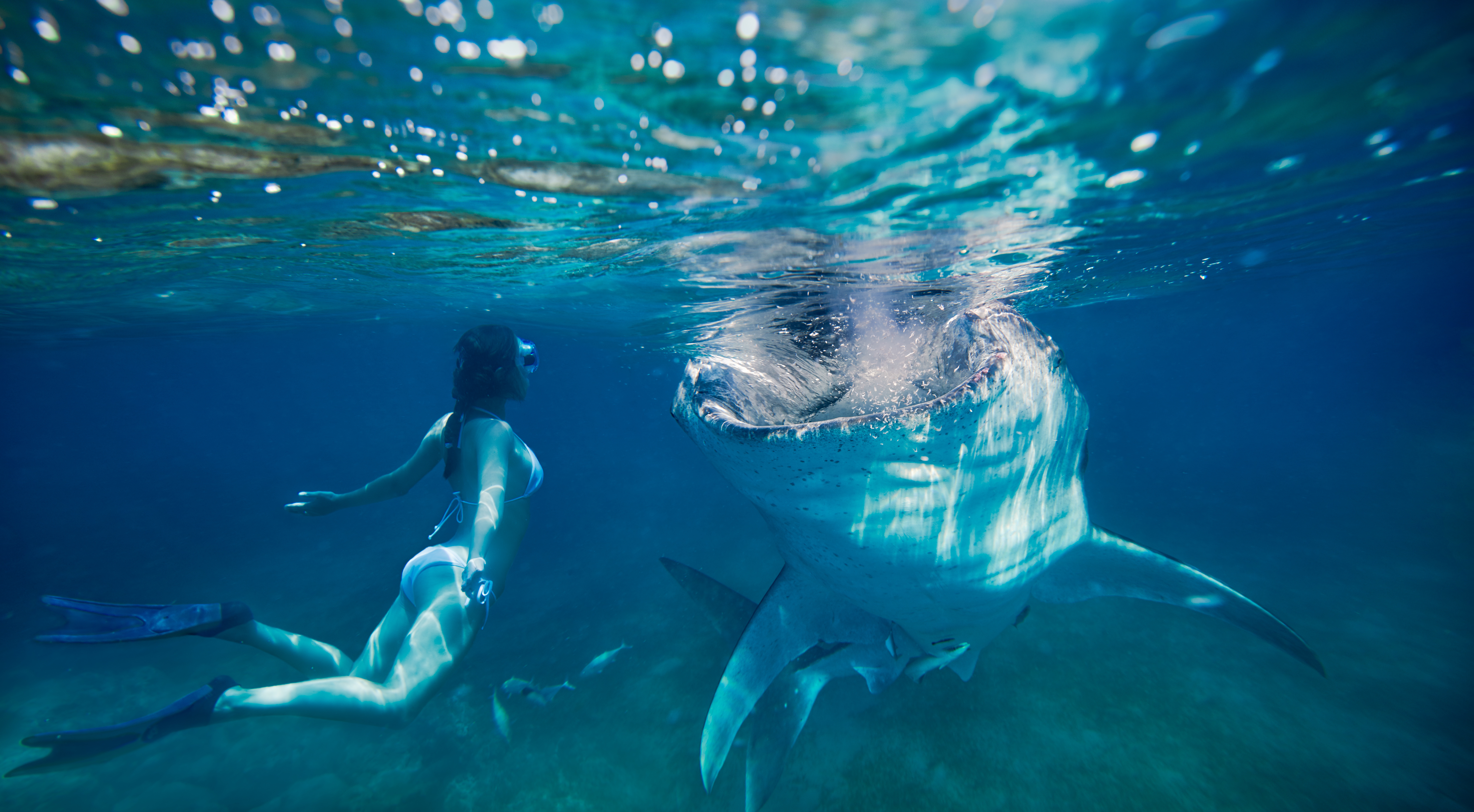 How Freediving With Baited Whale Sharks Is Actually Killing Them