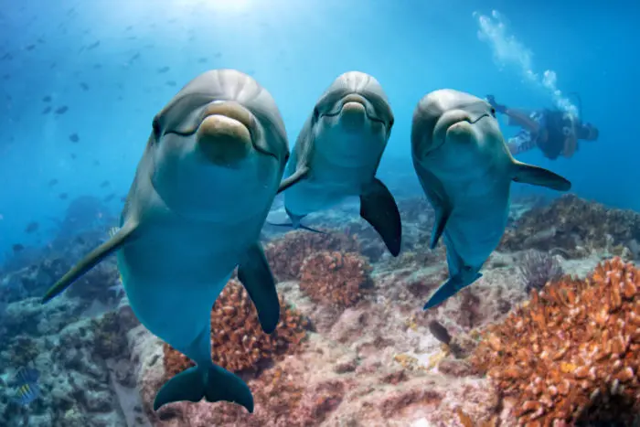 Dolphins are "trash talking"