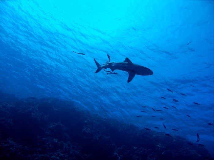 There are many shark sightings in Julian Rocks Marine Park