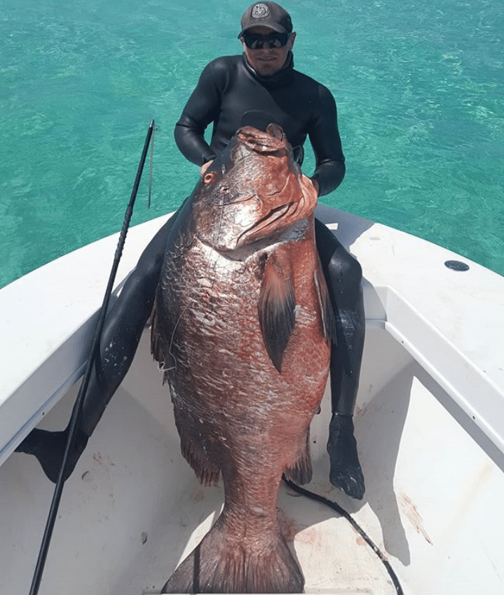 Biggest Cubera Snapper ever speared