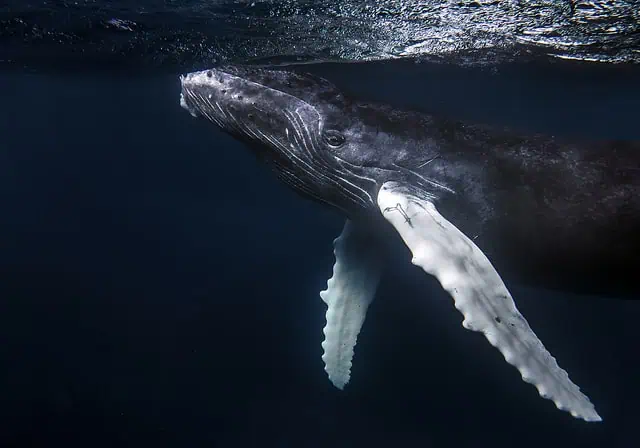 Close-up of a whale's head and baleen plates underwater.