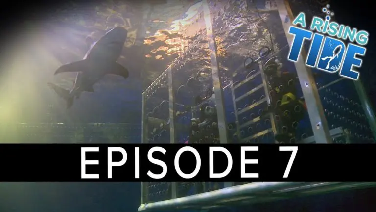 ‘A Rising Tide’ Webseries – Episode 7 – Shark Tank Dive at Denver Aquarium ‘A Rising Tide’ Webseries – Episode 7 – Shark Tank Dive at Denver Aquarium