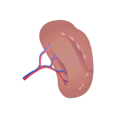 The spleen