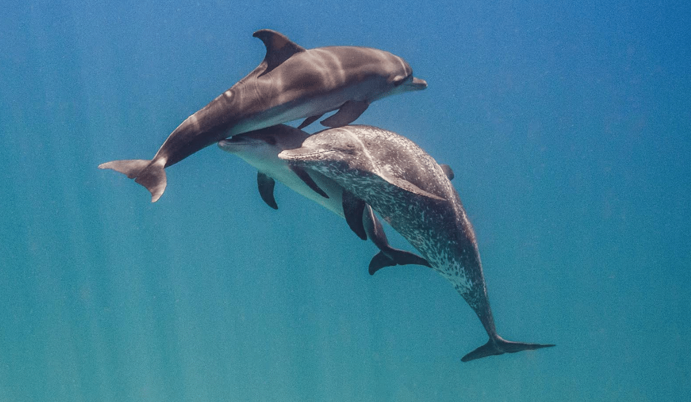 Changing Seas: Experts study the communication of Atlantic spotted dolphins in the Bahamas.