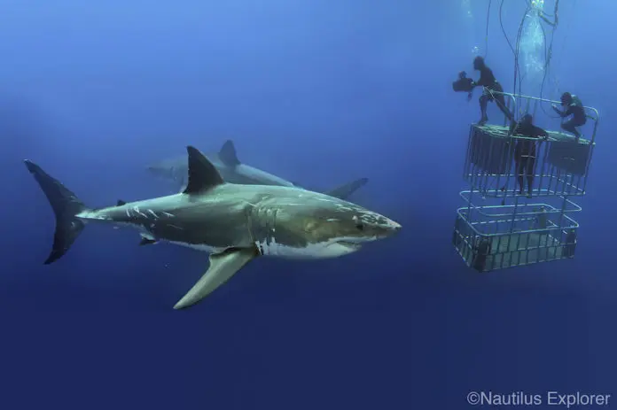 Liveaboard.com Offering Free Shark Dive Trip Sweepstakes