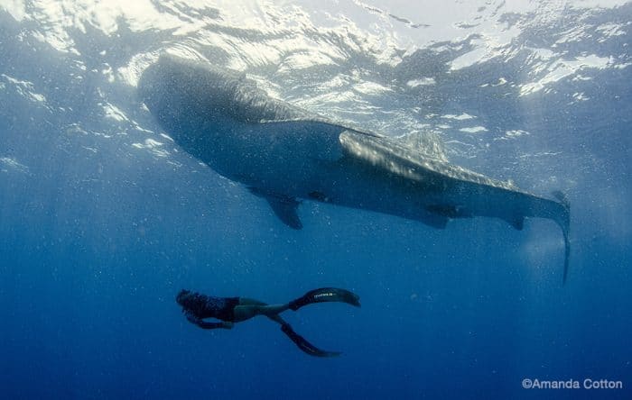 Freediver Sarah Barrett swimming beneath a whale shark. Image by Amanda Cotton