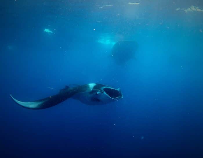 Manta Ray feeding alongside the whale sharks