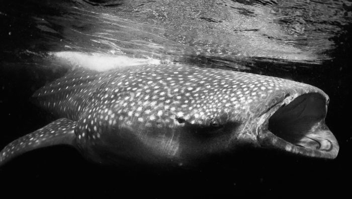 Black/White up close image of a whale shark filter feeding