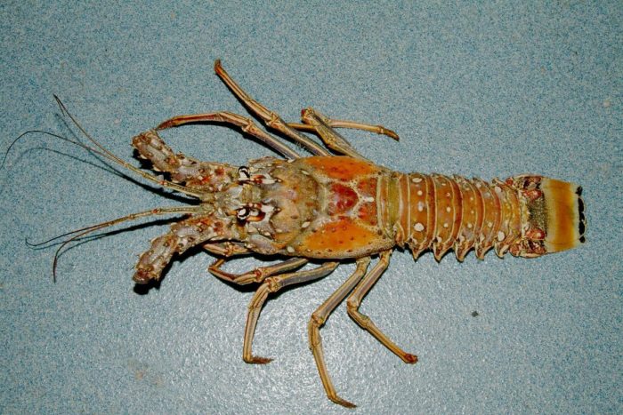 Florida Spiny Lobster are they worth dying for?  Photograph by NOAA