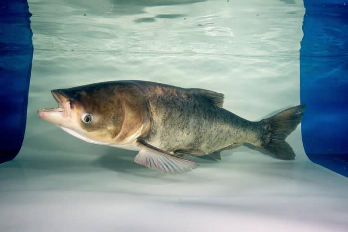 Adult Bighead Carp