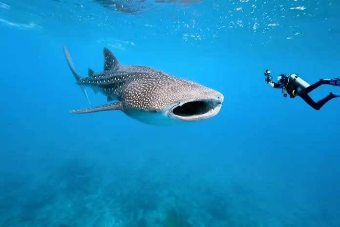 One of the main reasons to visit the Seychelles is to dive with whale sharks.