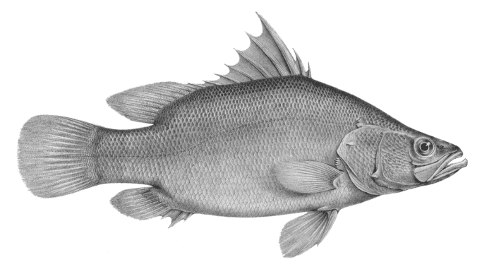 Nile Perch