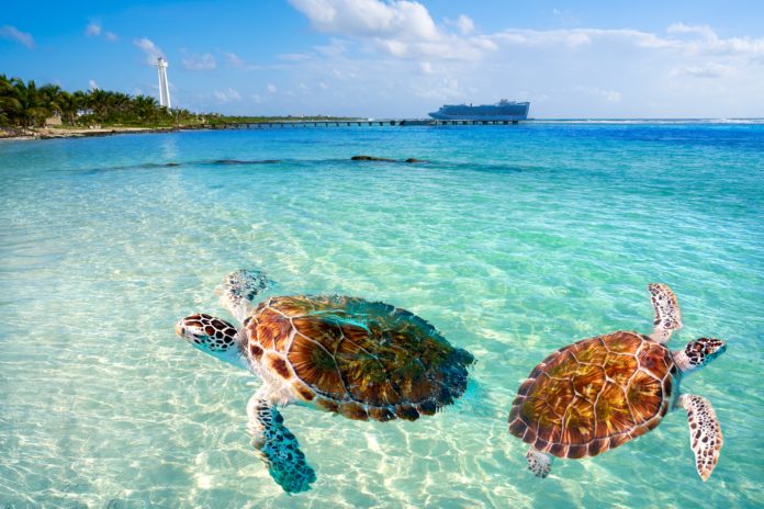 Mahahual Caribbean beach turtle photomount in Costa Maya of Mexico