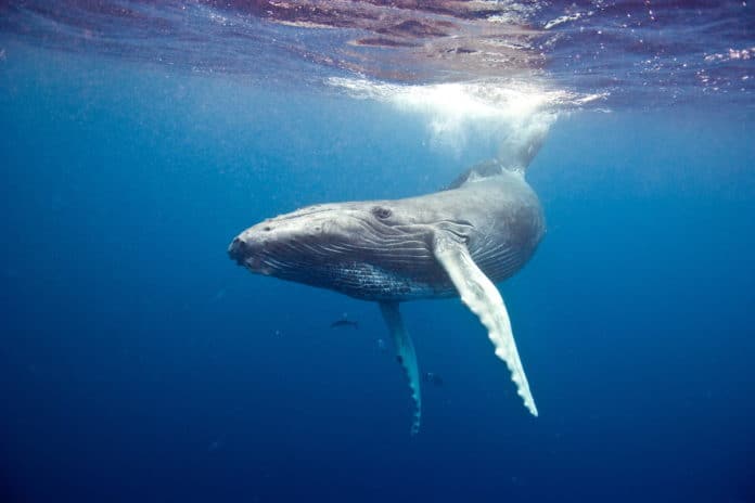 Socorro diving