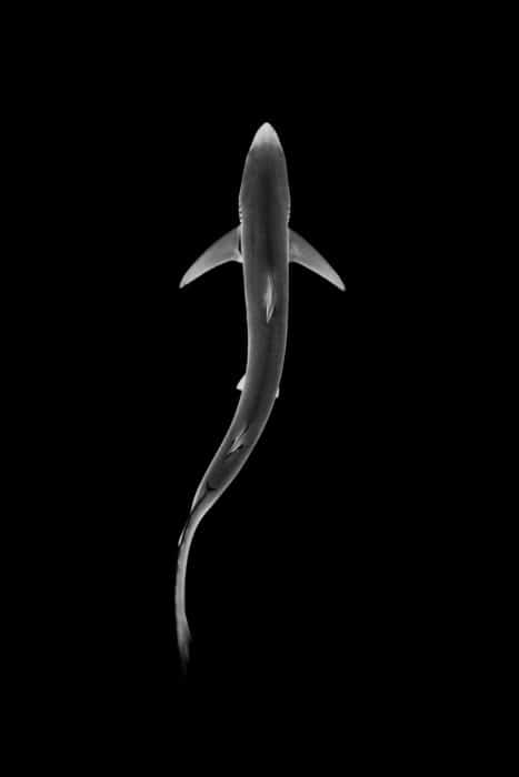 Aerial view of a blue shark off the coast of Cornwall, UK