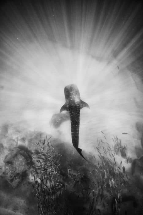 Whale sharks with hundreds of fish in tow in the waters of Cabo Pulmo National Park in the Gulf of California, Mexico