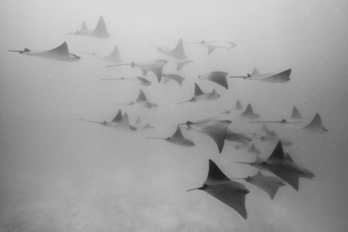 A fever of Golden rays at North Seymour Island in the Galapagos