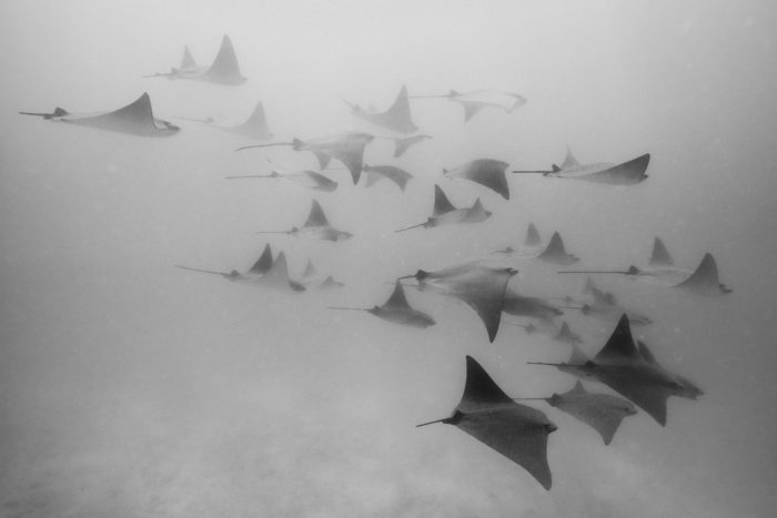 A fever of Golden rays at North Seymour Island in the Galapagos