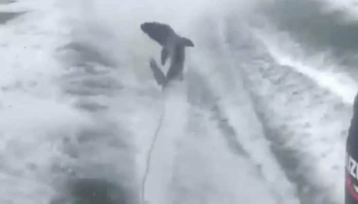 Shark Draggers To Face Trial By The End Of The Year