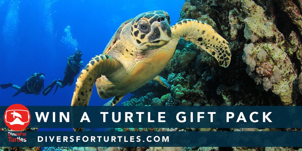 SEE Turtles: Saving Sea Turtles Through Education - DeeperBlue.com