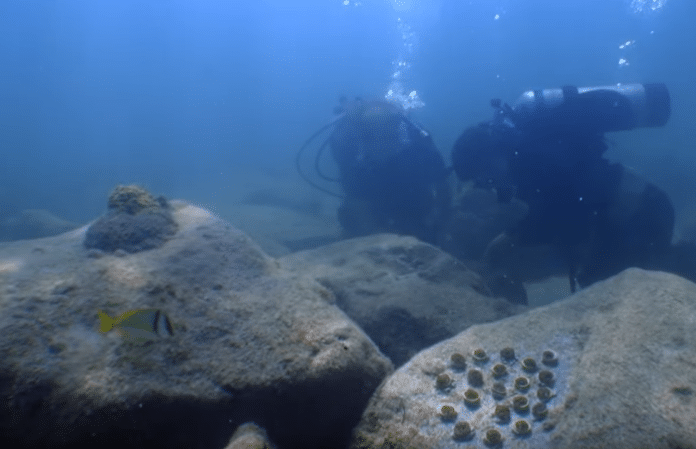 Scientist Figures Out How To Grow Corals Faster