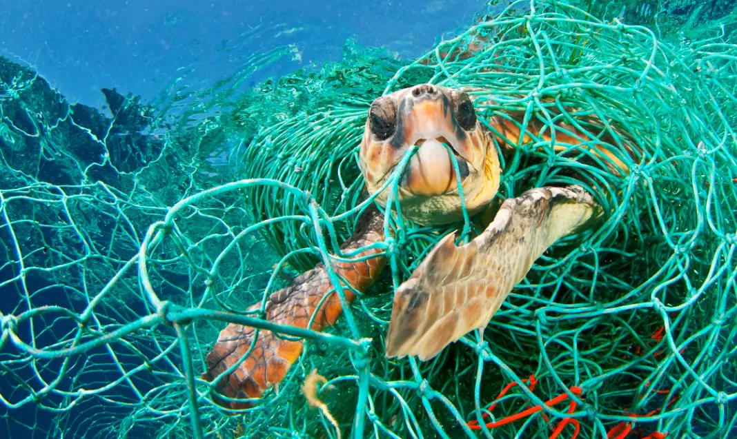 Turtle in Marine Debris