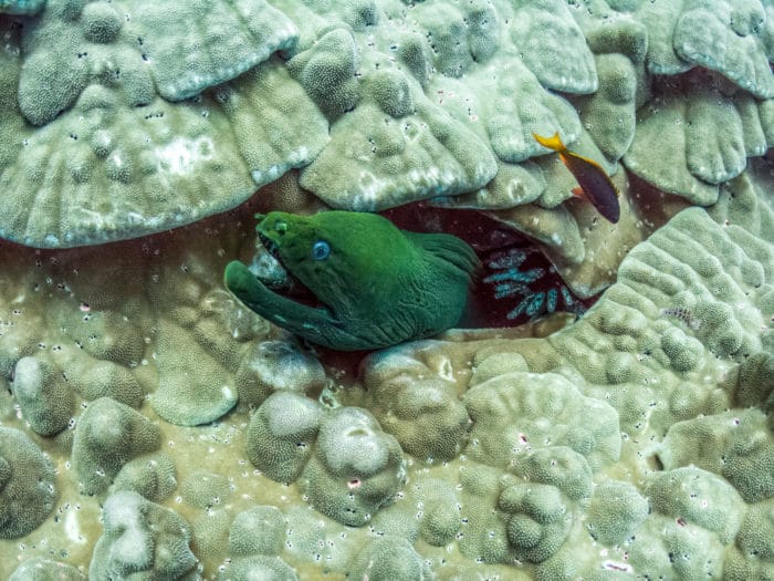 Moray eel peeking out of hard coral at Roca Partida – Photo by Nola Schoder
