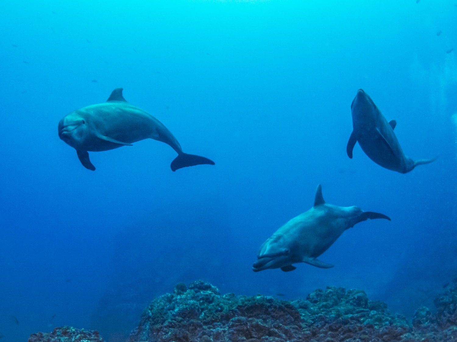 Research Finds Bottlenose Dolphins Have ‘Episodic Memory’ thumbnail