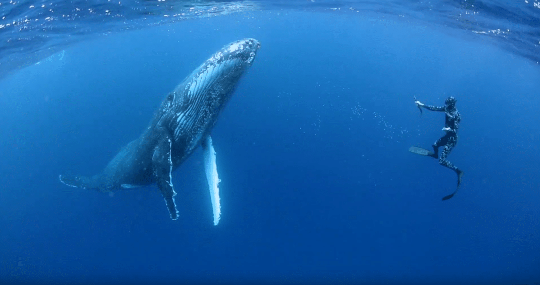Humpbackswims.com Is Offering A Tempting Incentive To Swim With Whales In Tonga