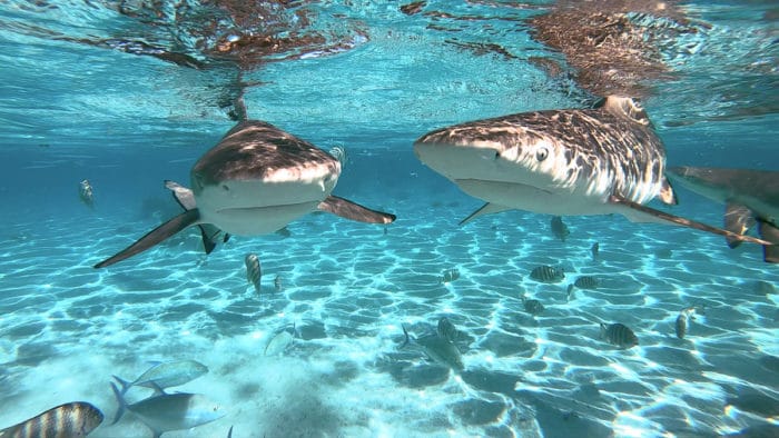 French Polynesia diving