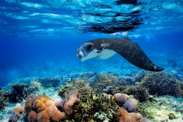 Indonesia diving