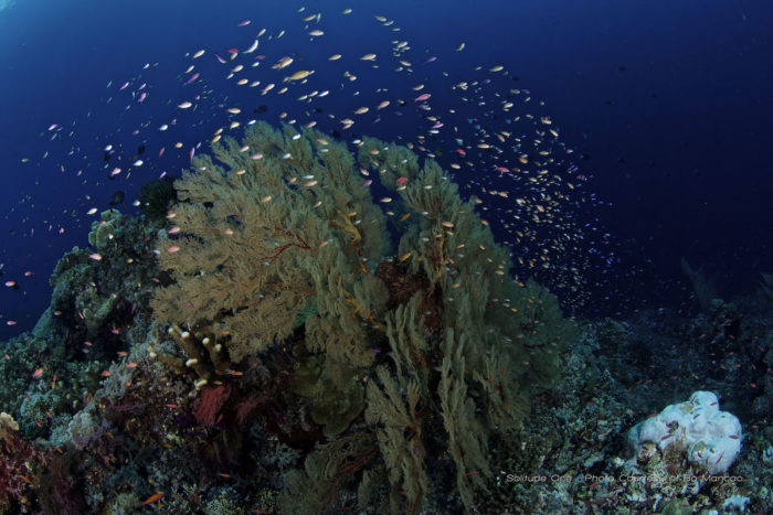 Philippines liveaboard